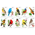2014 Songbird-USPS Forever Stamps（Booklet）