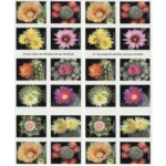 2019 Cactus Flowers-USPS Forever Stamps（Booklet） - Image 2