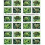 2019 Frogs-USPS Forever Stamps（Booklet） - Image 2